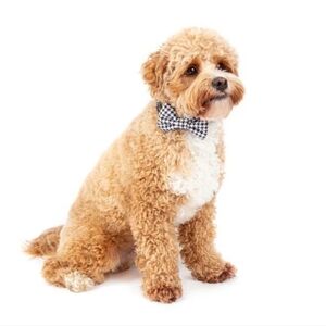 Houndstooth Bowtie collar and leash Bundle